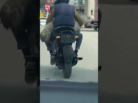 Ankara'da Kurban Bayramı'nın ilk gününde kesimden kaçan kurbanlıklar kameraya yansıdı. thumbnail