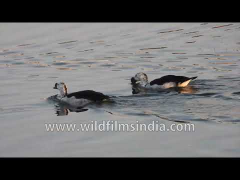 Knob-billed Ducks and Gadwall swimming on Fateh Sagar Lake, Udaipur thumbnail