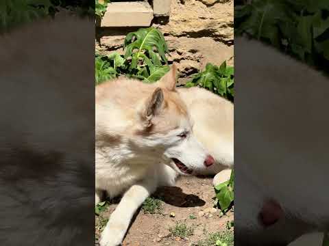 Chaleur et jardin… vigilance !!! #chien #educationcanine #husky #chienmignon #chiens #canicule thumbnail