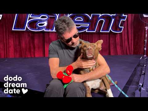 Simon Cowell Takes A Rescue Pittie Around the Set Of America’s Got Talent | The Dodo thumbnail