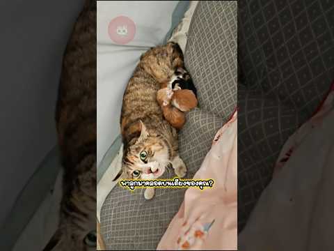 ถ้าแมวจรพาลูกมาคลอดบนเตียงคุณจะทำยังไง #เจ้าเหมียว #แมวน่ารัก #แมว #viralvideo #funny thumbnail