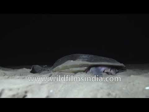 Olive Ridley Sea Turtle carefully prepares its nest on Rushikulya Beach in Odisha thumbnail