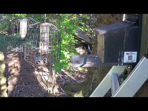 More Live Nature Live Stream thumbnail
