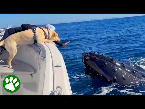 Two Giant Whales Started Playing With My Dog thumbnail