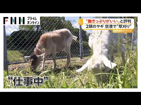 「緑地管理」のお仕事に無心で打ち込む2匹のヤギ 朝から夕方まで空港で“草刈り”業務 長野・松本（2026年05月14日） thumbnail