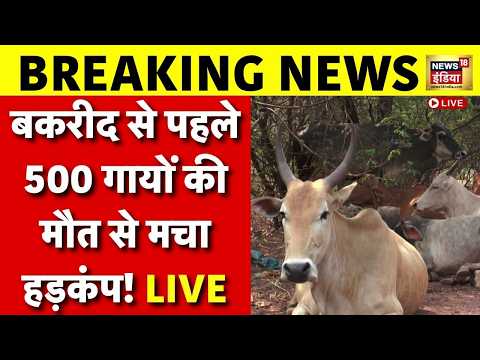 Live :Bakrid से पहले JAISALMER के DUMPING YARD में मिले 500 गायों के शव, मच गया हड़कंप! | Rajasthan thumbnail