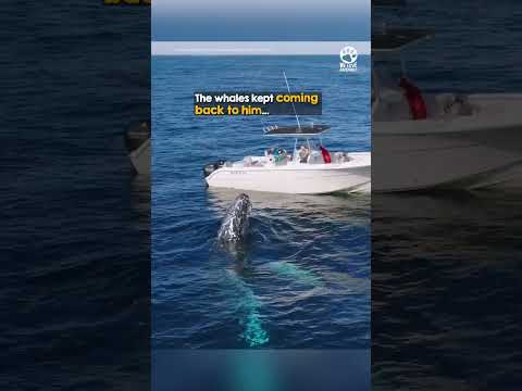 Two Giant Whales Started Playing With My dog 😍🐳 thumbnail