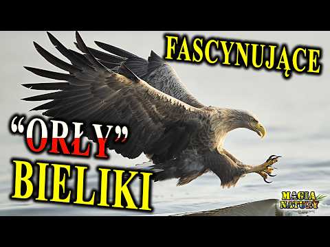 Orły Morskie - BIELIKI - Najpiękniejsze Ptaki Drapieżne Świata thumbnail