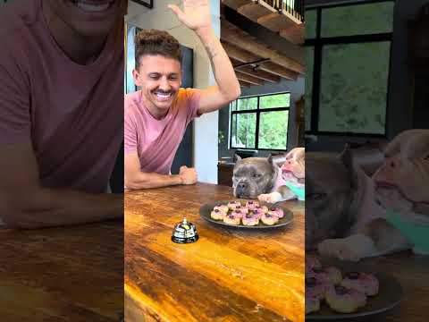 Biscoito de Aveia com Banana e Mirtilo 🐾🫶 thumbnail