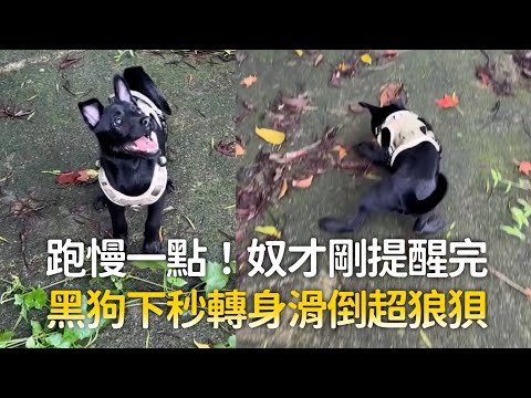 跑慢一點！奴才剛提醒完　黑狗下秒轉身滑倒超狼狽｜#寵物雲 thumbnail