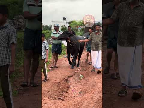 ആറാള് ഒരുമിച്ച് പിടിച്ചിട്ടും പിടിച്ചാകിട്ടാത്ത പോത്ത് #bull thumbnail