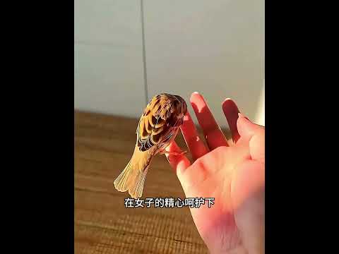 都说麻雀虽小五脏俱全，可我看来，不仅如此它还十分聪明！ #主人 #animals #pets #cute #动物救助 #感人壹幕 #萌宠 #寵物友善日常 thumbnail