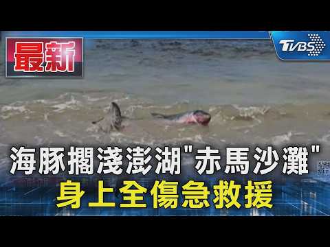 海豚擱淺澎湖「赤馬沙灘」 身上全傷急救援｜TVBS新聞 @TVBSNEWS01 thumbnail