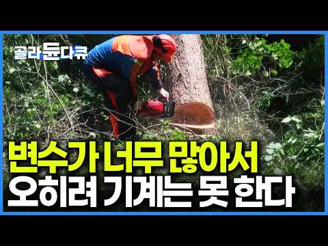나무가 넘어가는 방향을 배우는 데만 5년. 변수가 너무 많아 경험 데이터가 중요하다는 대체 불가 국유림영림단｜극한직업｜#골라듄다큐 thumbnail