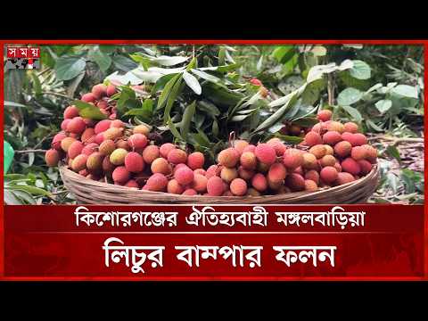 গাছের নিচ থেকেই বিক্রি হচ্ছে সুস্বাদু লিচু | Kishoreganj | Lychee | Somoy TV thumbnail