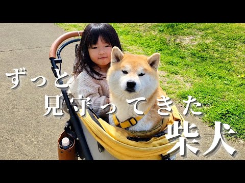 これまでも、これからもずっと娘を見守ってくれる柴犬おねーちゃんとおにーちゃん thumbnail