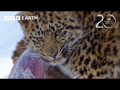 How the Amur Leopard Survives Winter | 20 Years of Planet Earth | BBC Earth thumbnail