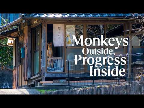 We FINALLY Finished This Part! (Japanese House Renovation & Monkeys) thumbnail