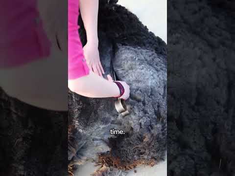 Under Wool #sheep #shearing #wool thumbnail