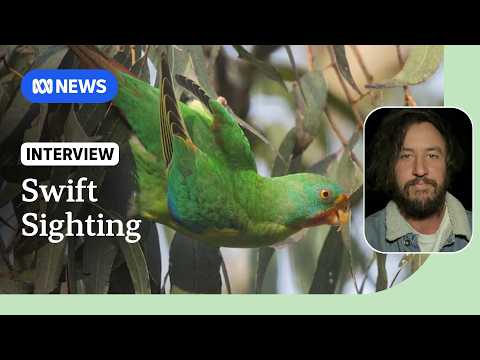 Flock of critically endangered swift parrots spotted in Northern NSW | ABC NEWS thumbnail