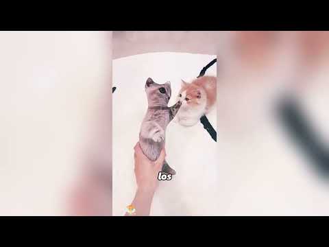 This cat is so cute ? #fyp  thumbnail