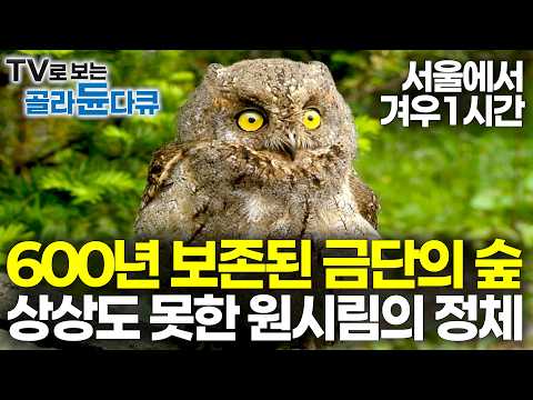 “임진왜란도 6.25 전쟁도 피했다” 600년 전 한반도가 이런 모습이었을까?｜대한민국 유일무이 천연기념물 떼로 사는 원시림의 정체｜서울에서 1시간｜하나뿐인 지구｜#골라듄다큐 thumbnail