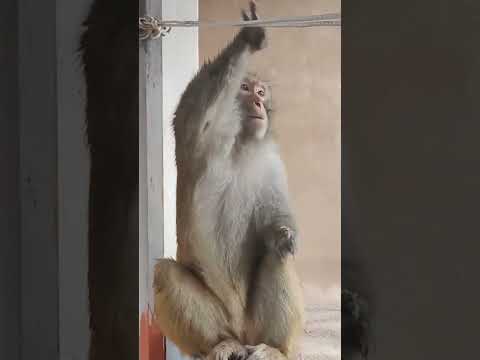 Kisah Mengharukan Monyet yang Setia Datang ke Rumah Ini Setiap Hari ?? #animals #monkey thumbnail