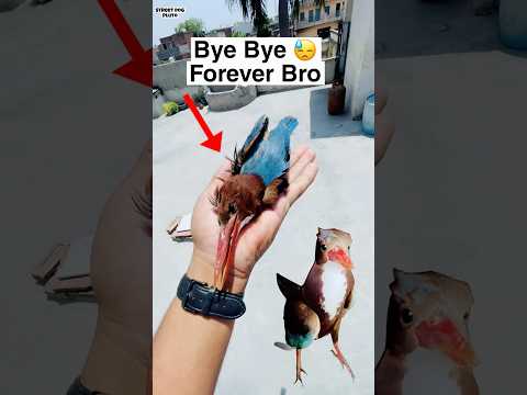 Miss You Big Chonch Bird ? thumbnail
