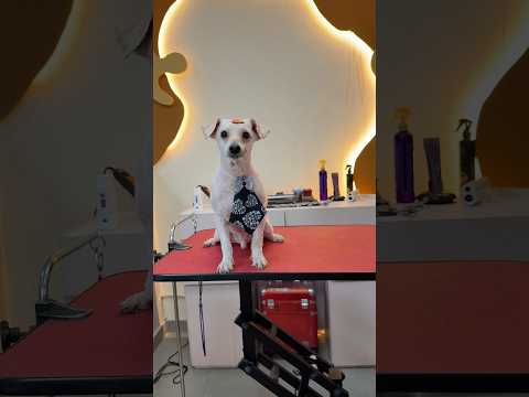 Já viu um cachorro kinder ovo? #pet #banhoetosa #resgateanimal #cachorro thumbnail