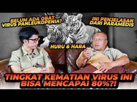 VIRUS INI SANGAT BERBAHAYA UNTUK JENIS KUCING! BANYAK HARIMAU MENJADI KORBAN! APAKAH ADA OBATNYA?! thumbnail