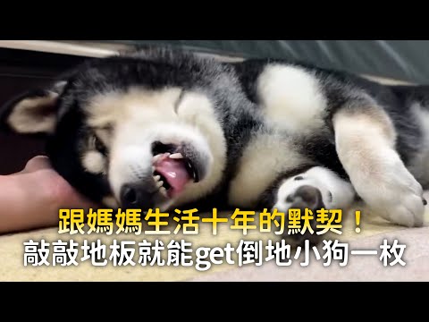 跟媽媽生活十年的默契！敲敲地板就能get倒地小狗一枚 thumbnail