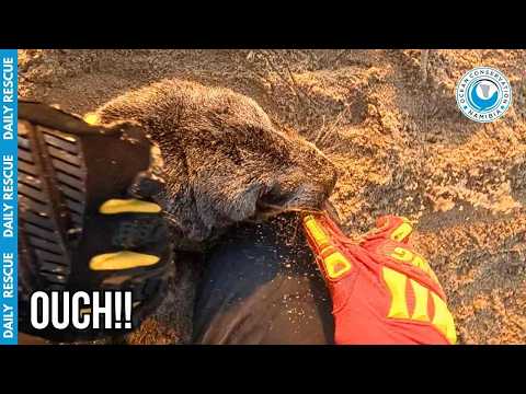 He Bit Down and Refused to Let Go! (Tense Seal Rescue) thumbnail