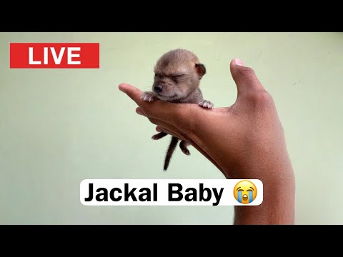 Street Dog Pluto Live Jackal Baby  thumbnail