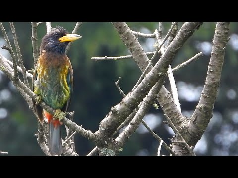 Great Barbet perched on lichen-covered branch in Himalayan forest thumbnail