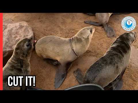 Rescuer Trapped in the Seal Traffic Jam thumbnail