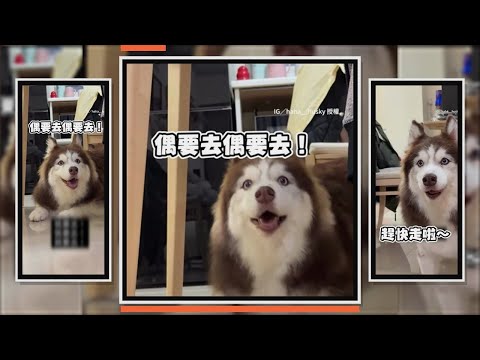 哈士奇聽到關鍵字　瞬間興奮超期待要出門XD thumbnail
