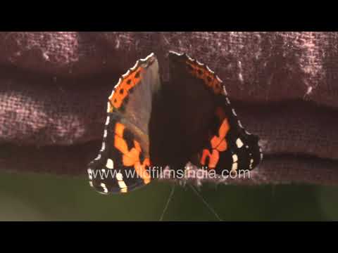 Indian Red Admiral butterfly basking in Motidhar Mussoorie thumbnail