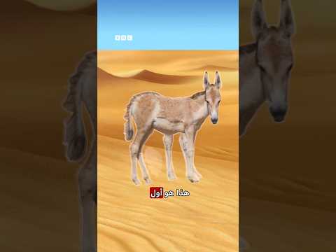 مهر حمار بري جديد في محمية في السعودية thumbnail