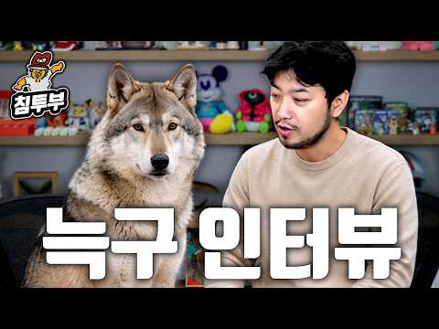 오월드 탈출한 늑대, '늑구' 인터뷰 thumbnail