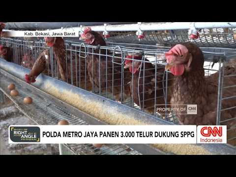 Polda Metro Jaya Panen 3.000 Telur Dukung SPPG - Right Angle thumbnail
