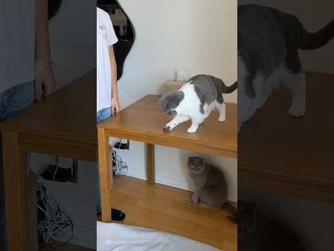ragebaiting my cats with a tungsten cube thumbnail