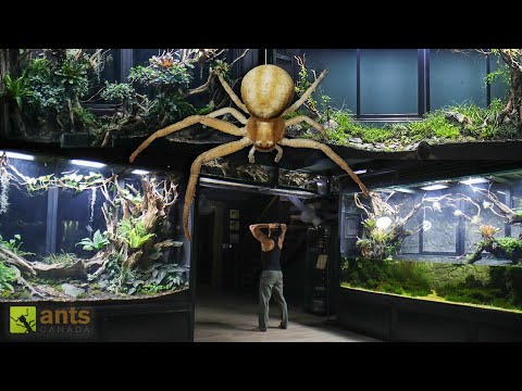 The Age of Arachnids in My Giant Vivariums thumbnail