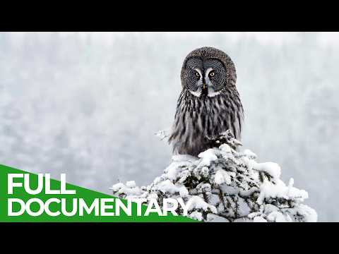 Arctic Wildlife in Lapland: The Heart of An Untamed Paradise | Free Documentary Nature thumbnail