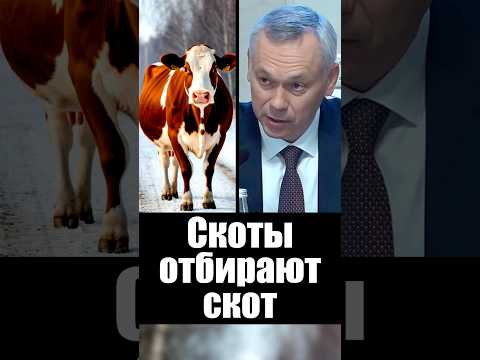 Война с коровами. Зачем их отбирают? thumbnail