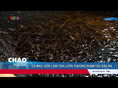 Phát triển tự phát, hơn 1.000 tấn lươn thương phẩm tại Cà Mau tắc đầu ra | VTV24 thumbnail