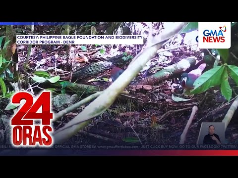 #KuyaKimAnoNa? Express (May 12-16, 2026) - Pinagbalatan ng cobra; Bata, nadikya...  24 Oras thumbnail