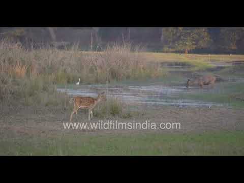 Spotted Deer and Sambar Deer in Tadoba Andhari Tiger Reserve, Maharashtra thumbnail