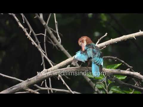 White-throated Kingfisher preening and cleaning its feathers thumbnail