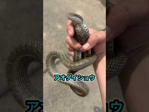 ヘビを発見したら、あなたはどうする？ thumbnail