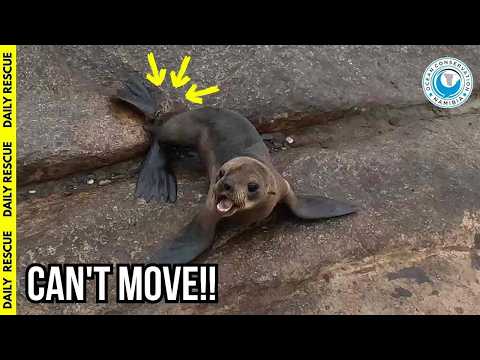 OCN Rescue Team Helps a Seal Who Can't Move thumbnail